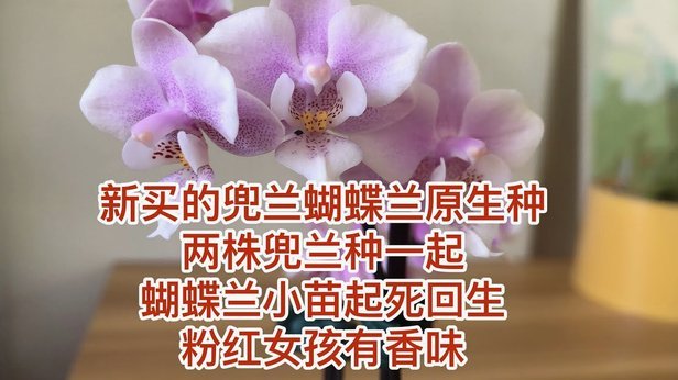 拿去花能套出来吗 哪里买的