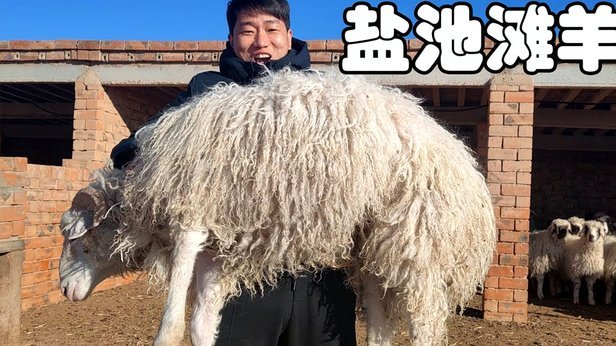 羊小咩怎么套出额度