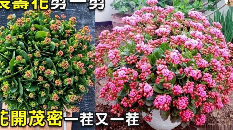 花呗异常恢复时间与信用优化相关