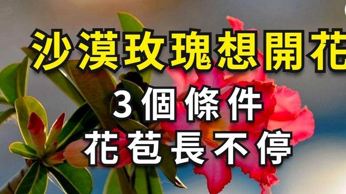 携程“拿去花”怎么关闭？步骤详解