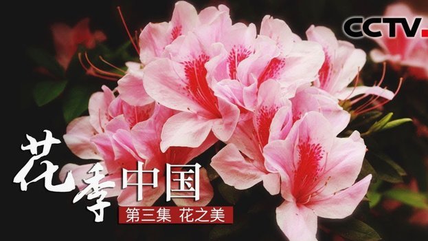 花呗平台注册地址在哪里