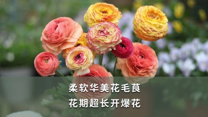 拿去花哪里可以创意大玩转