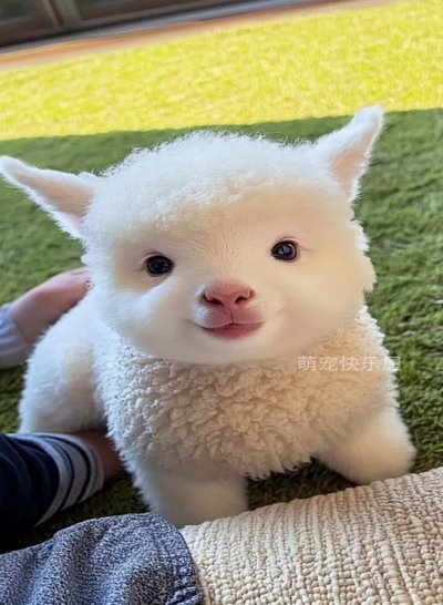 羊小咩秒套